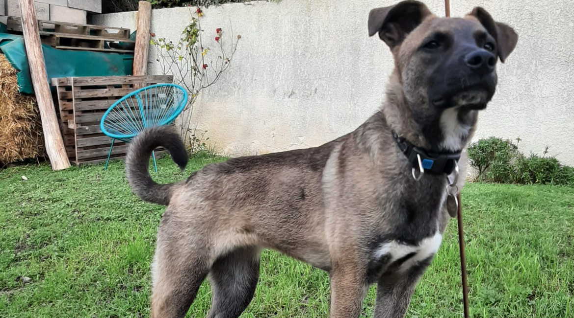 Chiens à adopter